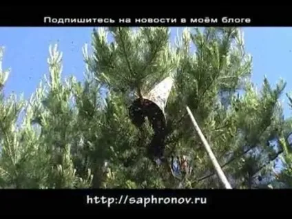 Як зняти бджолиний рій (бджолиний) Як зняти бджолиний рій