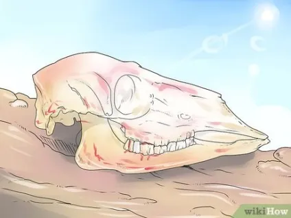 Як зберегти череп