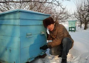 Як доглядати за бджолами