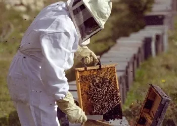 Як доглядати за бджолами