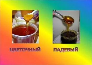 Як доглядати за бджолами