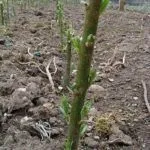 Як виростити плакучу вербу з держака (плакучу) Як виростити плакучу вербу з держака