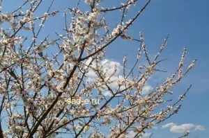 Як виростити абрикос в Підмосков'ї, все про рослини (Підмосков'ї) Як виростити абрикос в Підмосков'ї, все про рослини