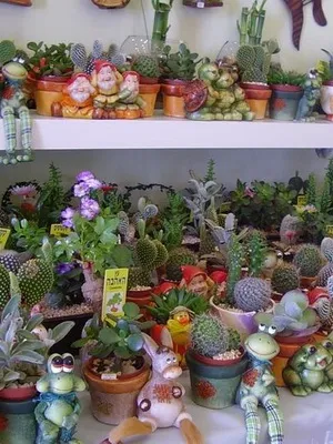 Як вибрати кактус в магазині фото красивих кактусів для будинку, які квіти краще (фото) Як вибрати кактус в магазині фото красивих кактусів для будинку, які квіти краще