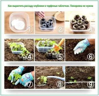 Як виростити полуницю з насіння в домашніх умовах на розсаду (розсаду) Як виростити полуницю з насіння в домашніх умовах на розсаду