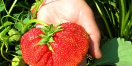 Як виростити полуницю з насіння в домашніх умовах на розсаду (розсаду) Як виростити полуницю з насіння в домашніх умовах на розсаду