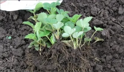 Як виростити розсаду полуниці - відео (своїми руками) Як виростити розсаду полуниці - відео