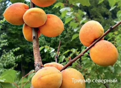 Як вирощувати абрикос в Підмосков'ї