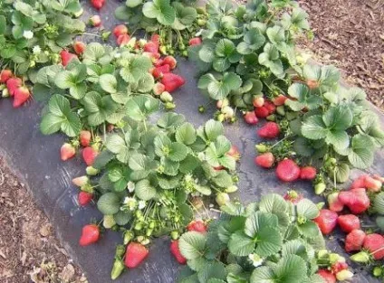 Як виростити полуницю з насіння в домашніх умовах на розсаду (полуницю) Як виростити полуницю з насіння в домашніх умовах на розсаду
