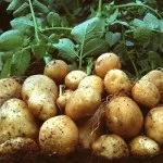 Як зберігати банани щоб не чорніли в домашніх умовах (умовах) Як зберігати банани щоб не чорніли в домашніх умовах