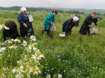 Як заробити на зборі та продажу лікарських трав (зборі) Як заробити на зборі та продажу лікарських трав