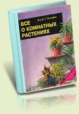 Калатея - сандериана, каталог кімнатні рослини і квіти (квіти) Калатея - сандериана, каталог кімнатні рослини і квіти
