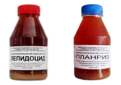 Картопляна міль способи і засоби боротьби (контролю посадковим матеріалом) Картопляна міль способи і засоби боротьби