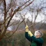Коли обприскувати дерева і чагарники навесні від шкідників (обприскувати) Коли обприскувати дерева і чагарники навесні від шкідників