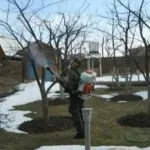 Коли обприскувати дерева і чагарники навесні від шкідників (дерева чагарники навесні) Коли обприскувати дерева і чагарники навесні від шкідників