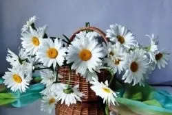 Коли зазвичай цвітуть польові та садові ромашки (ромашки) Коли зазвичай цвітуть польові та садові ромашки