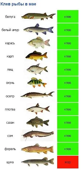 Клювання сома по місяцях особливості риболовлі по місяцях (клювання) Клювання сома по місяцях особливості риболовлі по місяцях
