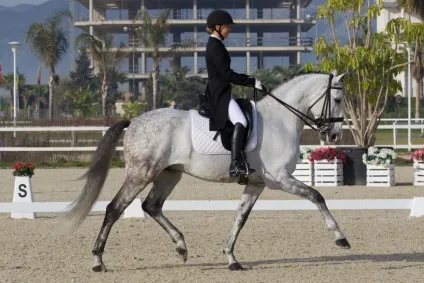 Класична виїздки, happy horse training - part 3 (Strada Saddles Russia) Класична виїздки, happy horse training - part 3