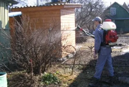 Коли обприскувати дерева і чагарники навесні від шкідників (обприскувати) Коли обприскувати дерева і чагарники навесні від шкідників