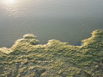 Коли починає цвісти море в Джемете