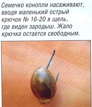 Конопля для риболовлі, інформаційний портал про рибалку (риболовлі) Конопля для риболовлі, інформаційний портал про рибалку