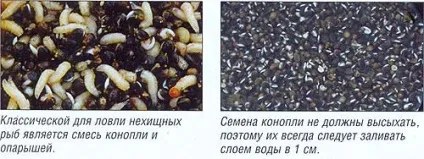 Конопля для риболовлі, інформаційний портал про рибалку (риболовлі) Конопля для риболовлі, інформаційний портал про рибалку