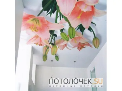компанія calipso