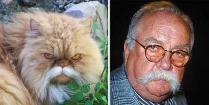 Кот-гітлер, кіт-чаплин і інші забавні коти, схожі на когось ще