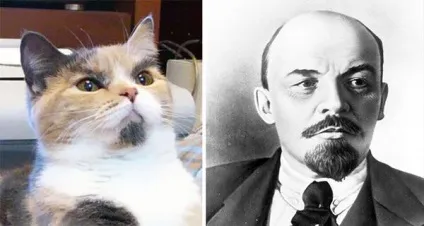 Кот-гітлер, кіт-чаплин і інші забавні коти, схожі на когось ще