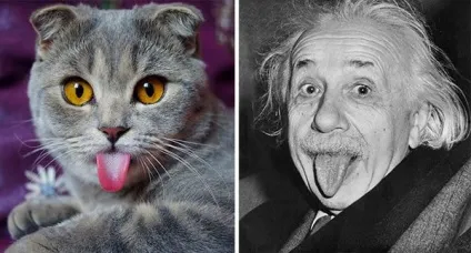 Кот-гітлер, кіт-чаплин і інші забавні коти, схожі на когось ще