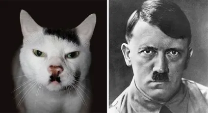 Кот-гітлер, кіт-чаплин і інші забавні коти, схожі на когось ще