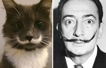 Кот-гітлер, кіт-чаплин і інші забавні коти, схожі на когось ще