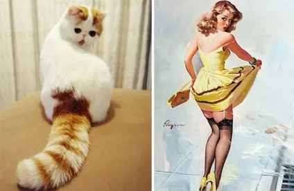 Кот-гітлер, кіт-чаплин і інші забавні коти, схожі на когось ще