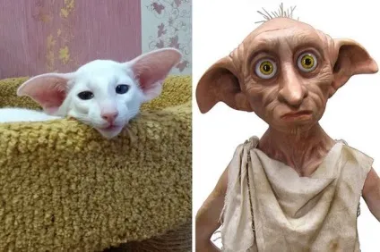 Кот-гітлер, кіт-чаплин і інші забавні коти, схожі на когось ще