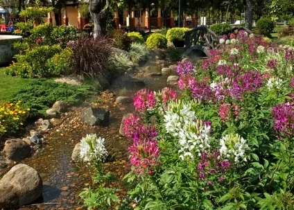 Гарні клумби і квітники парку royal flora ratchaphruek в Чиангмає, мої ідеї для дачі та саду (парку) Гарні клумби і квітники парку royal flora ratchaphruek в Чиангмає, мої ідеї для дачі та саду