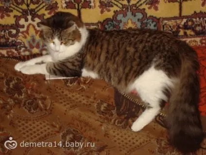 Кот і ноутбук)))