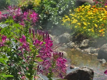 Гарні клумби і квітники парку royal flora ratchaphruek в Чиангмає, мої ідеї для дачі та саду (клумби) Гарні клумби і квітники парку royal flora ratchaphruek в Чиангмає, мої ідеї для дачі та саду