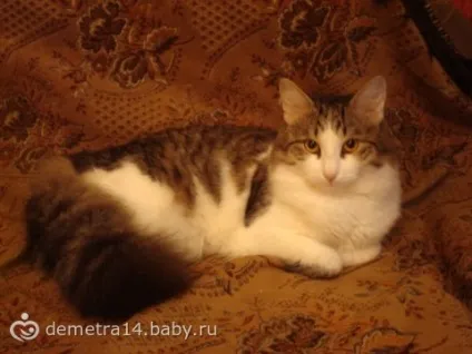 Кот і ноутбук)))