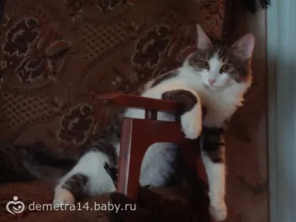 Кот і ноутбук)))