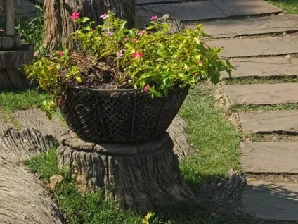 Гарні клумби і квітники парку royal flora ratchaphruek в Чиангмає, мої ідеї для дачі та саду (парку) Гарні клумби і квітники парку royal flora ratchaphruek в Чиангмає, мої ідеї для дачі та саду