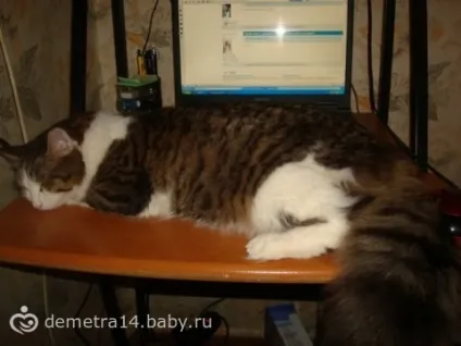 Кот і ноутбук)))