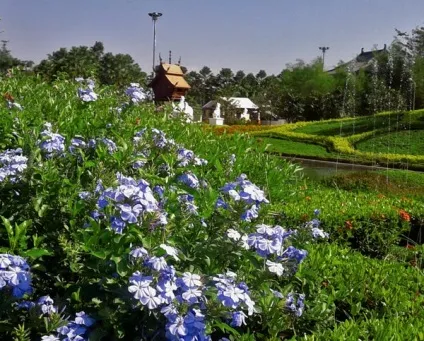 Гарні клумби і квітники парку royal flora ratchaphruek в Чиангмає, мої ідеї для дачі та саду (royal) Гарні клумби і квітники парку royal flora ratchaphruek в Чиангмає, мої ідеї для дачі та саду