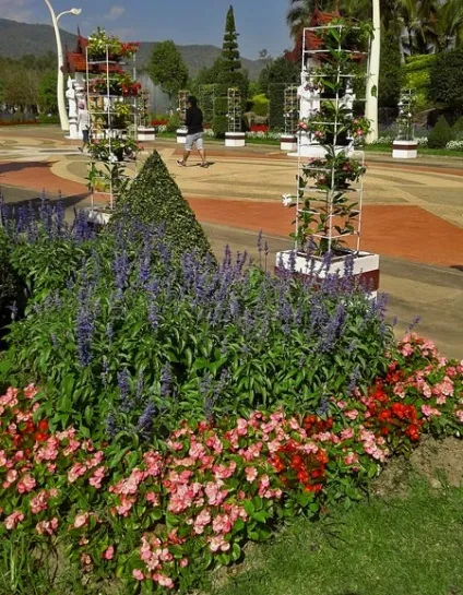 Гарні клумби і квітники парку royal flora ratchaphruek в Чиангмає, мої ідеї для дачі та саду (клумби) Гарні клумби і квітники парку royal flora ratchaphruek в Чиангмає, мої ідеї для дачі та саду