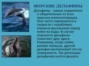 Хто такі дельфіни