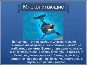 Хто такі дельфіни