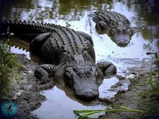 Крокодили - гроза тепловодних водойм