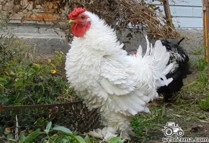 Кучеряві кури опис породи і особливості змісту (кури) Кучеряві кури опис породи і особливості змісту