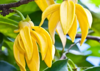 10 Натуральних запахів для залучення чоловіки (залучення) 10 Натуральних запахів для залучення чоловіки