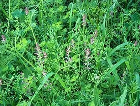 Лікування жировика народними засобами (лікування) Лікування жировика народними засобами