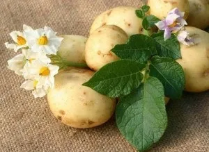 Лікування глаукоми в домашніх умовах (тиску всередині ока) Лікування глаукоми в домашніх умовах